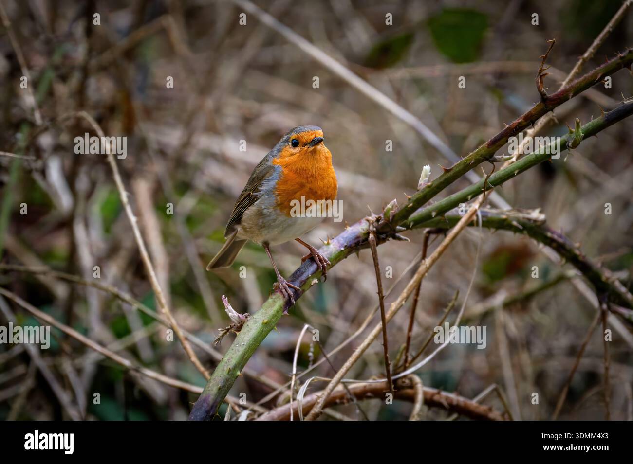 Ein einzelner Vogel robin sitzt auf einem Ast Stockfoto