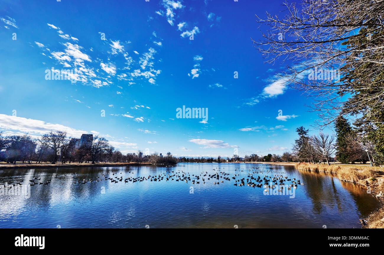 Gänseherden am Ferril Lake oder Duck Lake im City Park in Denver, Colorado Stockfoto