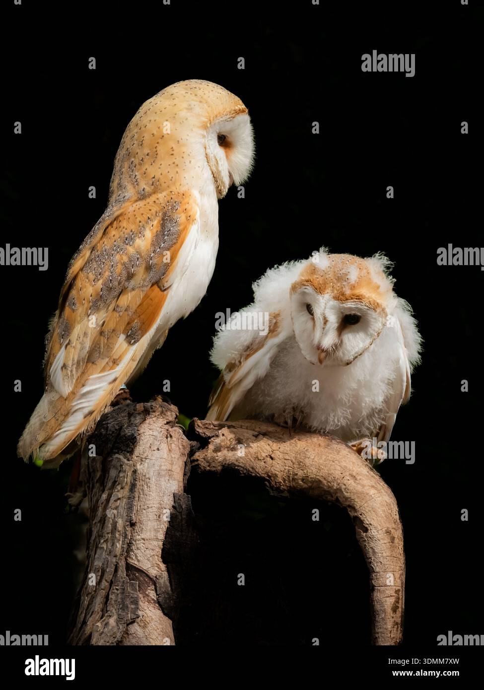 Wir arrangierten eine Mutter und eine Tussi, um zu interagieren. Das Mädchen war noch so jung und schwach, dass es schwierig war, aufrecht zu bleiben. Stockfoto