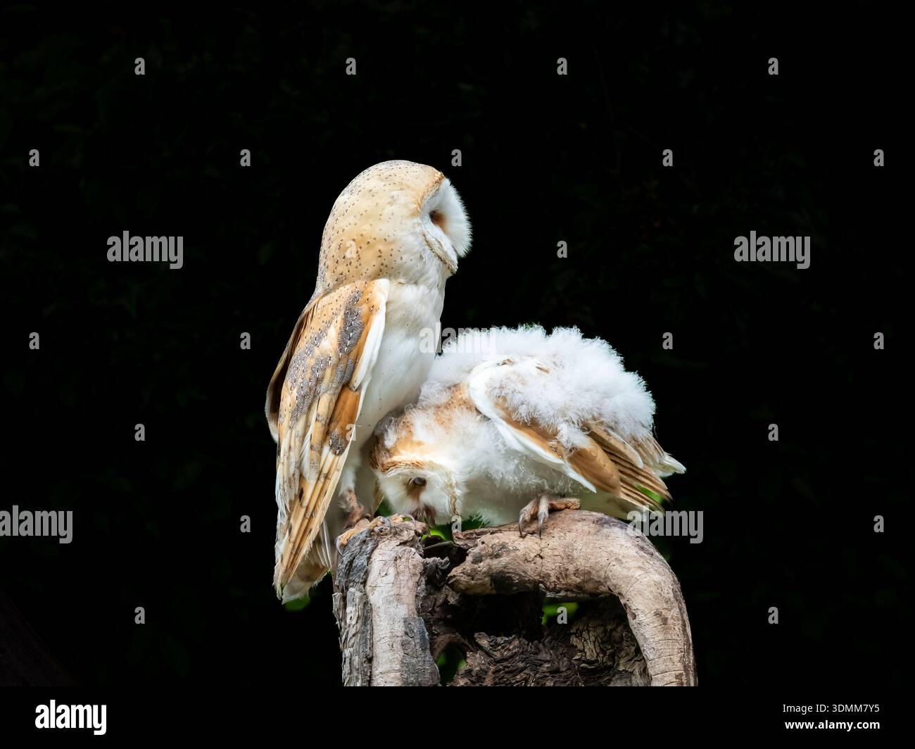 Wir arrangierten eine Mutter und eine Tussi, um zu interagieren. Das Mädchen war noch so jung und schwach, dass es schwierig war, aufrecht zu bleiben. Stockfoto