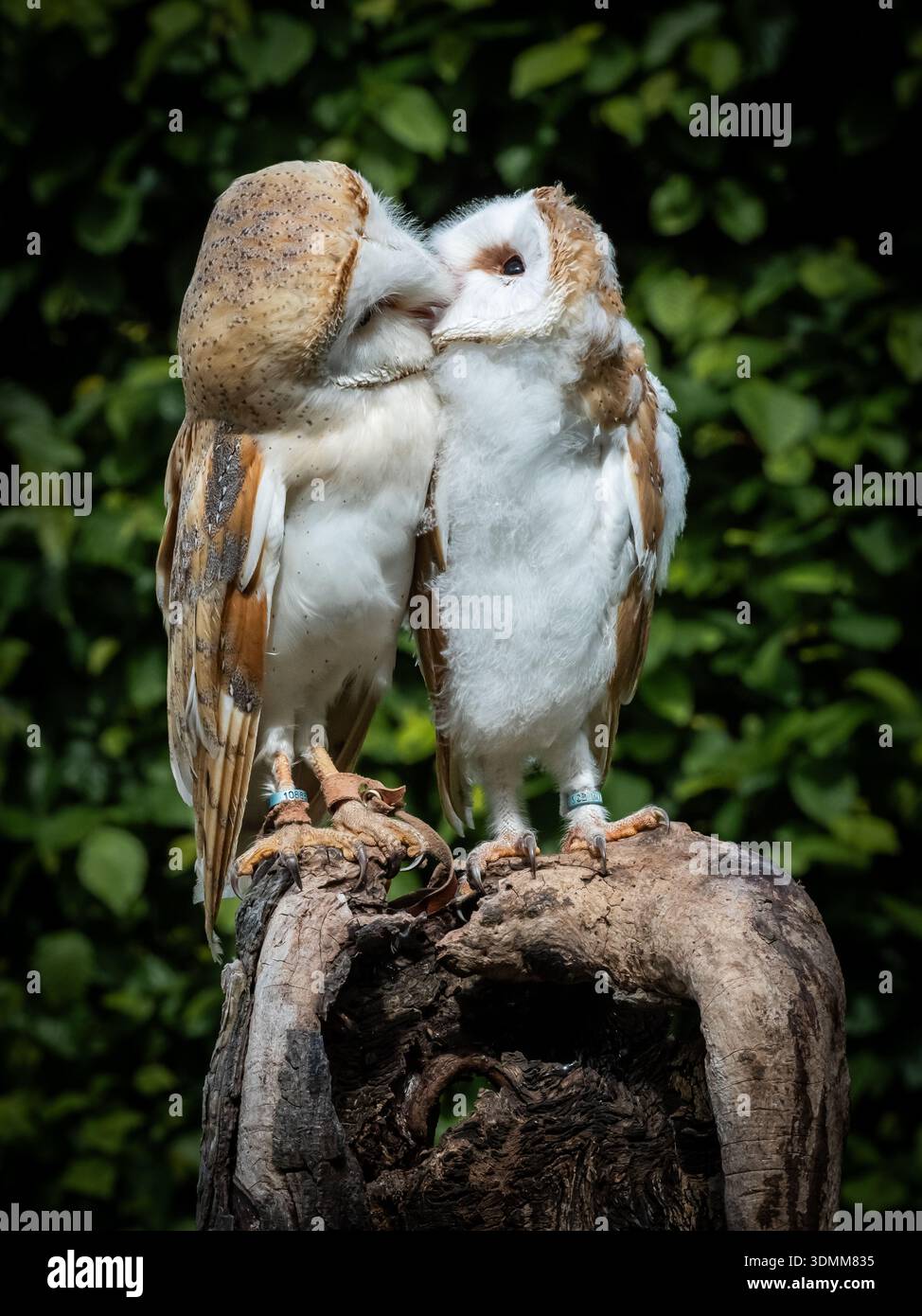 Wir arrangierten eine Mutter und eine Tussi, um zu interagieren. Das Mädchen war noch so jung und schwach, dass es schwierig war, aufrecht zu bleiben. Stockfoto