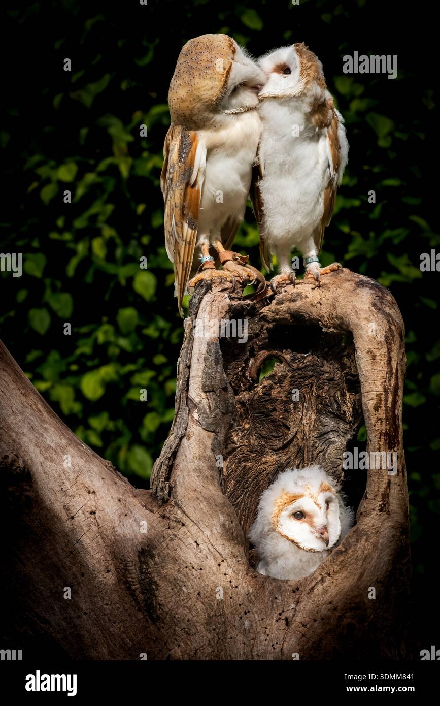 Wir arrangierten eine Mutter und eine Tussi, um zu interagieren. Das Mädchen war noch so jung und schwach, dass es schwierig war, aufrecht zu bleiben. Stockfoto