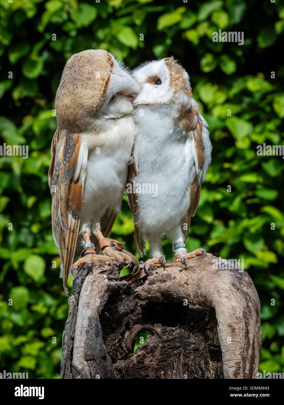 Wir arrangierten eine Mutter und eine Tussi, um zu interagieren. Das Mädchen war noch so jung und schwach, dass es schwierig war, aufrecht zu bleiben. Stockfoto
