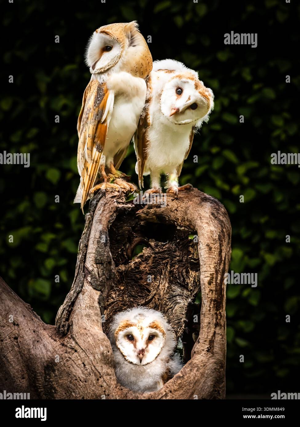 Wir arrangierten eine Mutter und eine Tussi, um zu interagieren. Das Mädchen war noch so jung und schwach, dass es schwierig war, aufrecht zu bleiben. Stockfoto