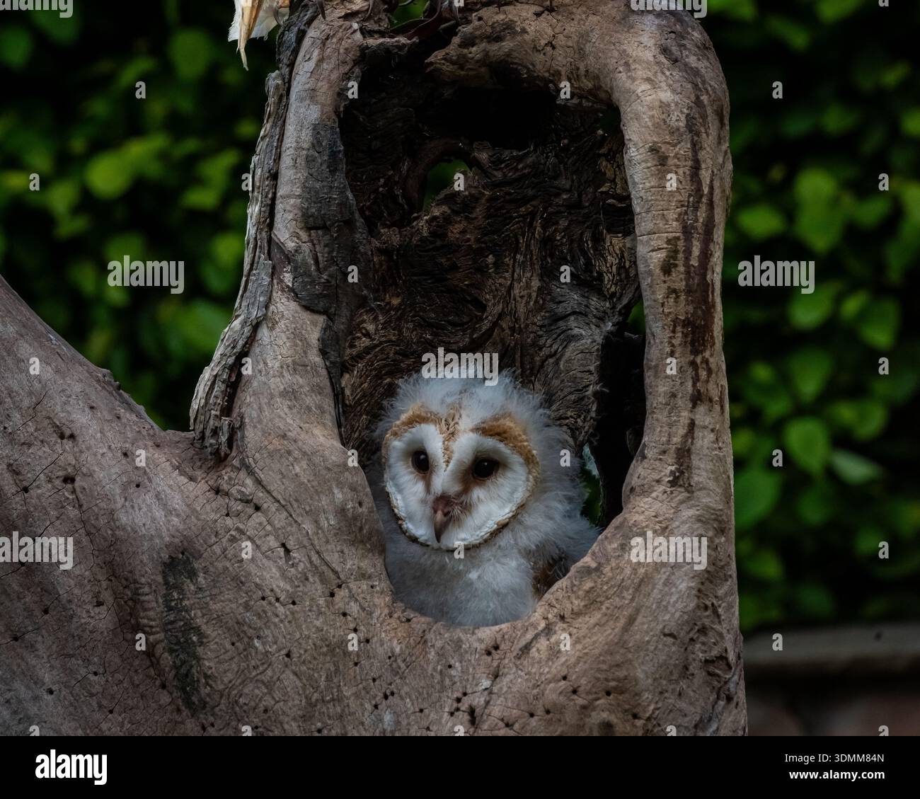 Wir arrangierten eine Mutter und eine Tussi, um zu interagieren. Das Mädchen war noch so jung und schwach, dass es schwierig war, aufrecht zu bleiben. Stockfoto