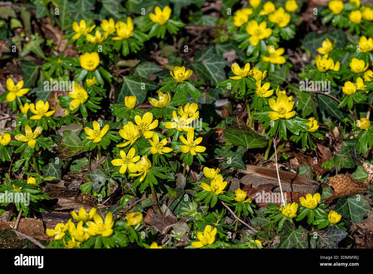 Winterakonit, Winterwolfsbane, Eranthis hyemalis, Eranthis hyemalis, Eranthis hyemalis, im Wintergarten, Sir Harold Hillier Gardens, Hampshire, Vereinigtes Königreich Stockfoto