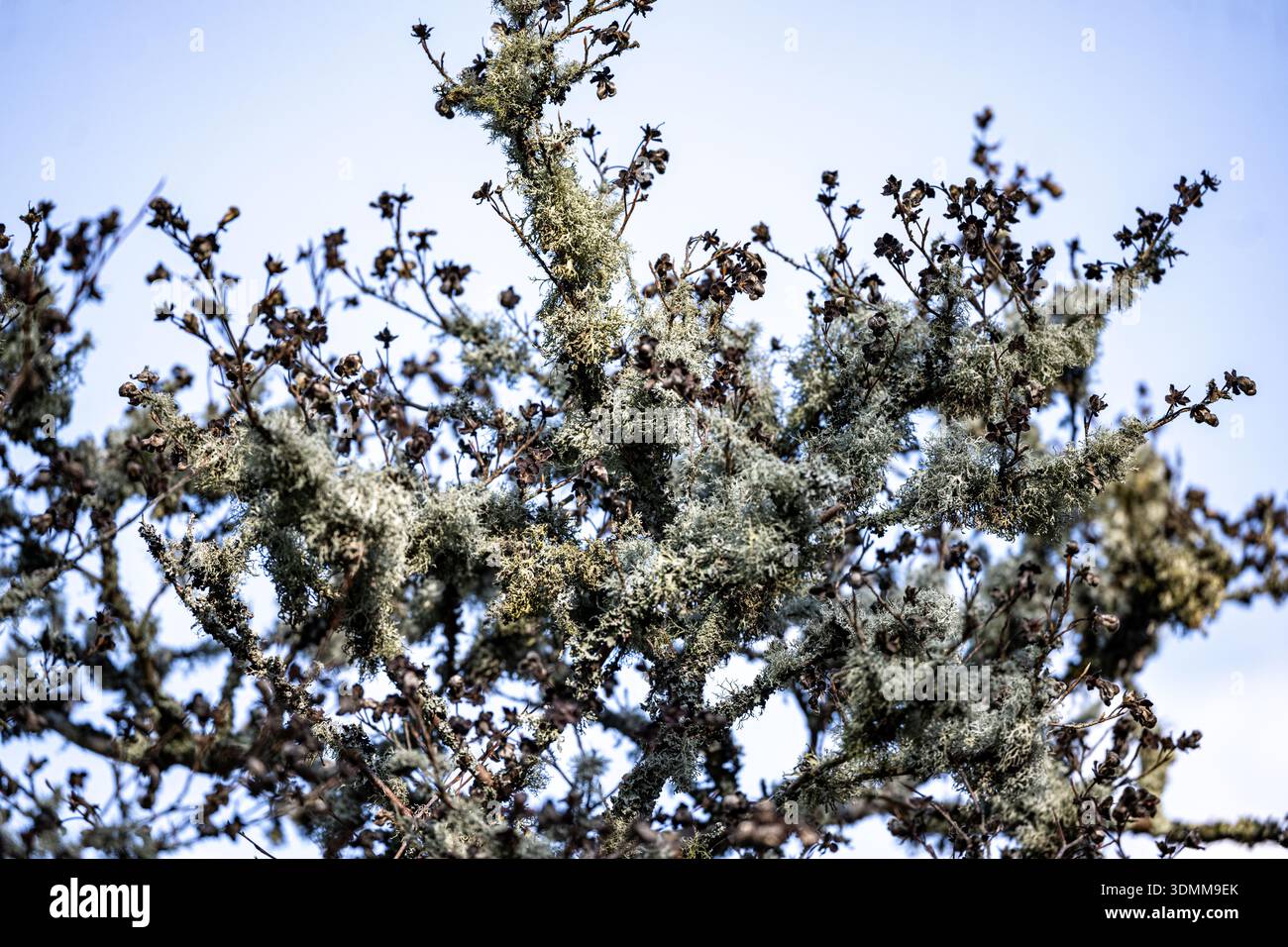 Flechten im Baum, Sir Harold ' Hillier Gardens, Hampshire, Großbritannien Stockfoto