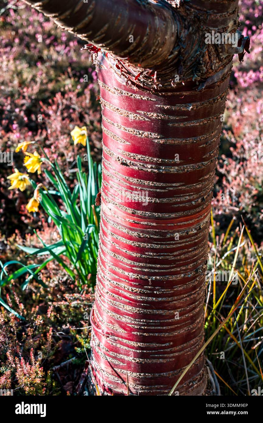 Baumringe, tibetische Kirsche, Prunus serrula, Sir Harold Hillier Gardens, Hampshire, Großbritannien Stockfoto