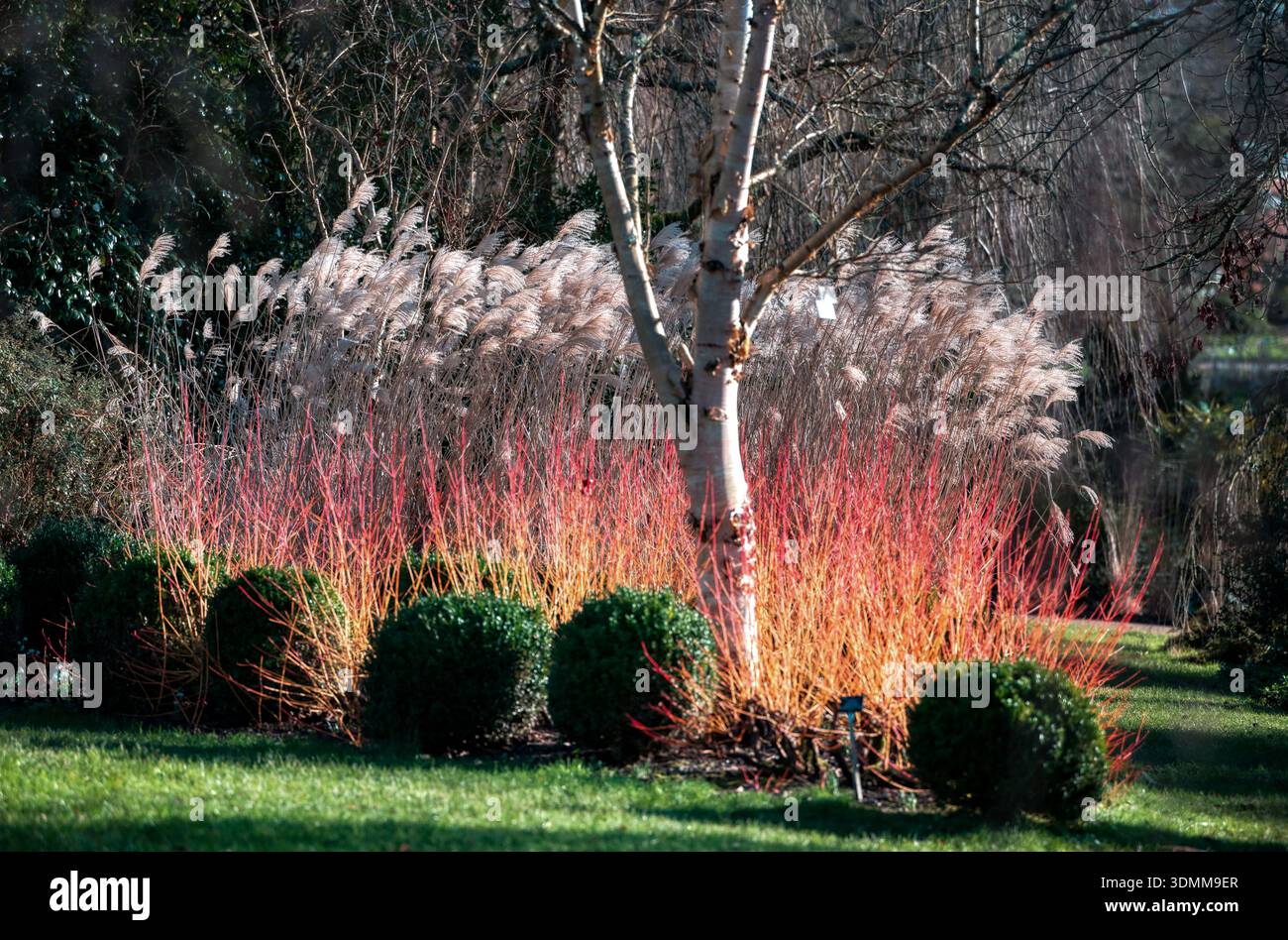 Feuriger Hartholz, Cronus Sanguinea, der die Sonne fängt. Sir Harold Hillier Gardens, Hampshire, Großbritannien Stockfoto
