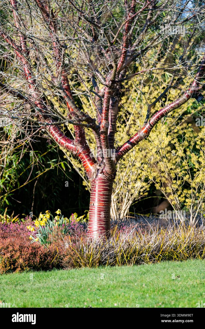 Tibetische Zierkirsche, Prunus serrula, Sir Harold Hillier Gardens, Hampshire, Großbritannien Stockfoto