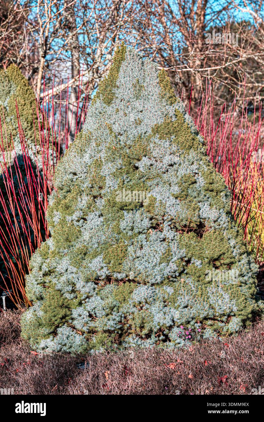 Zwergkonifer, Alberta Spruce, Sir Harold Hillier Gardens, Hampshire, Großbritannien Stockfoto