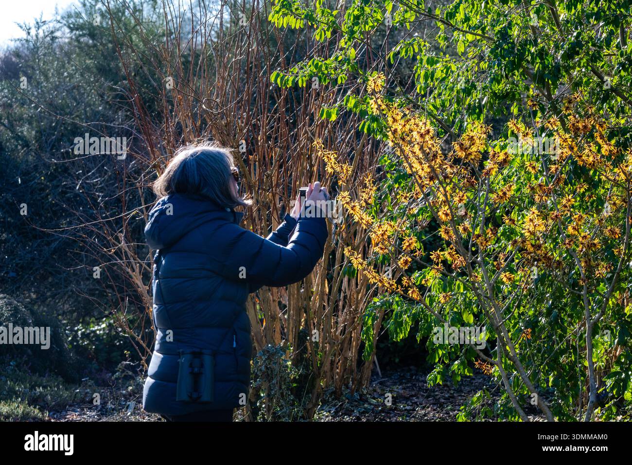 Die Pflanzen fotografieren. Hexe Hazel, Wintergarten, Sir Harold Hillier Gardens, Hampshire, Großbritannien Stockfoto