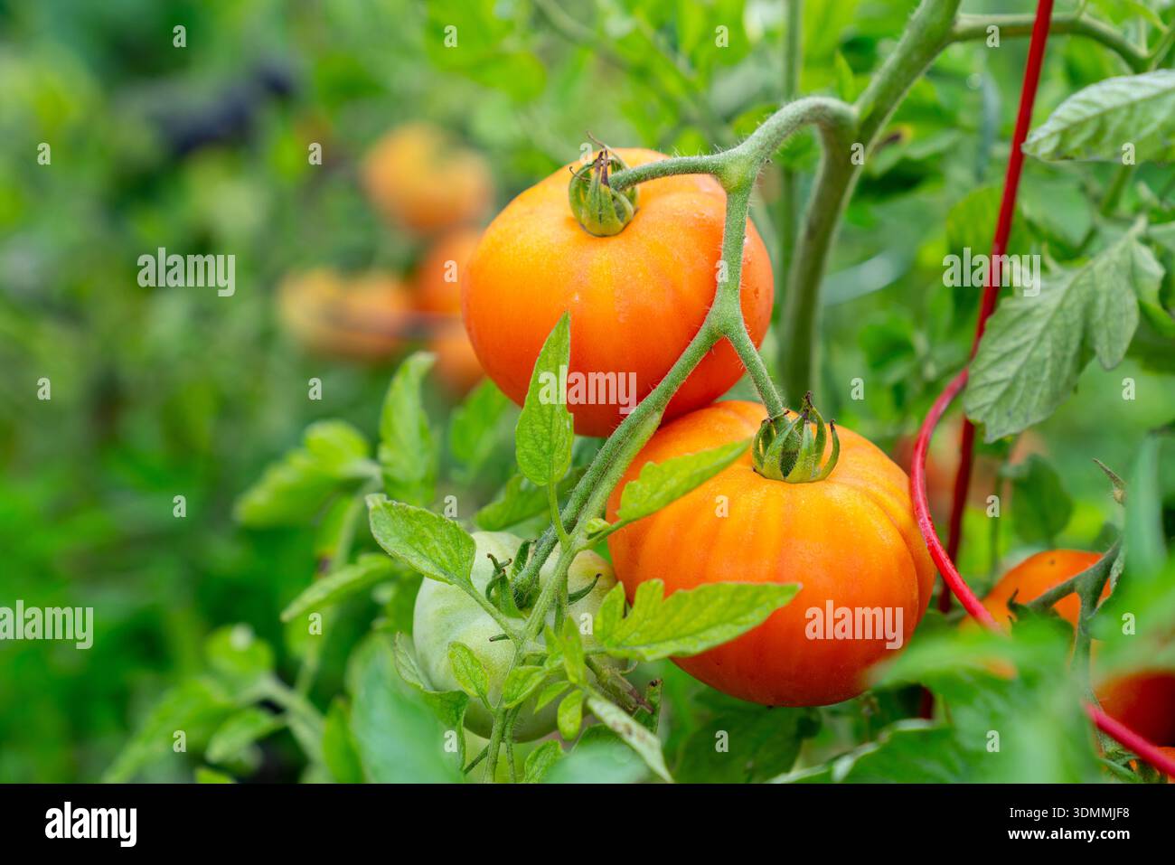 Rote Tomaten auf der Rebe Reifen. Tomatenpflanzen und reife Tomaten auf der Rebe wachsen. Stockfoto