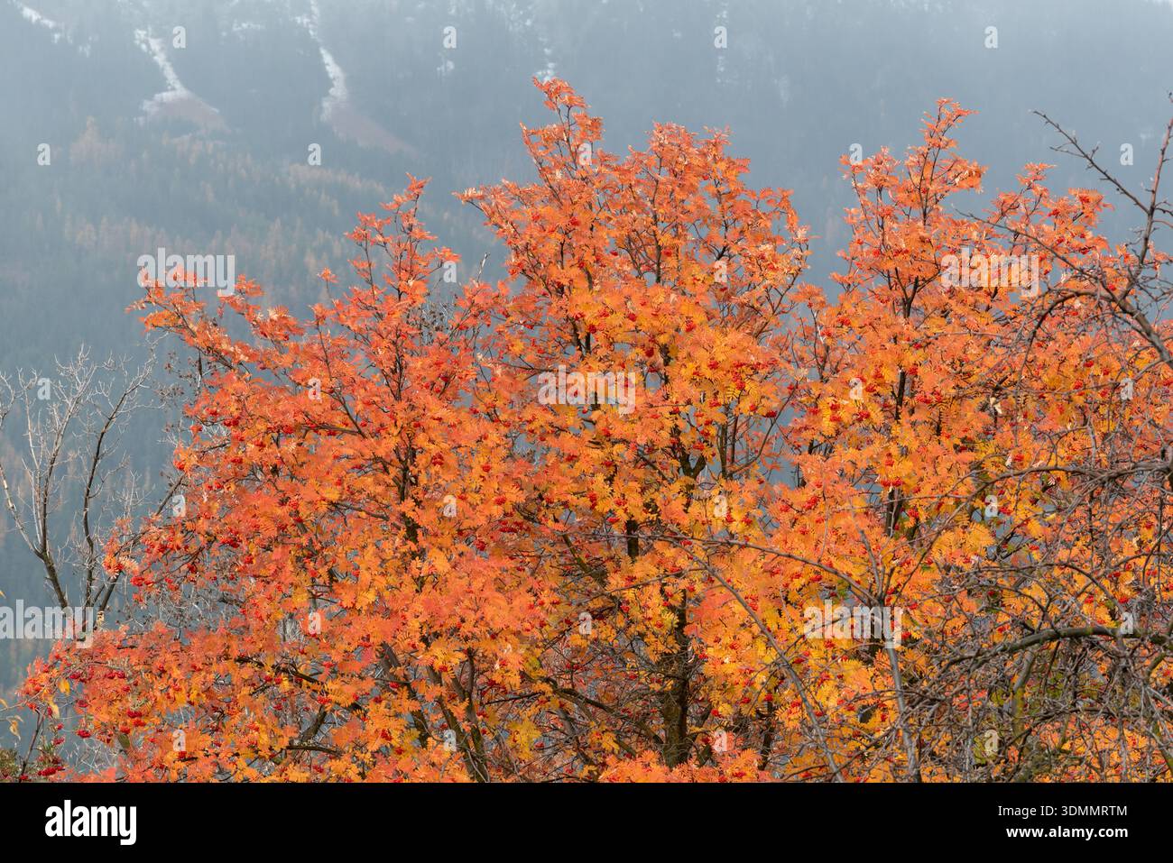 Bergesche im Herbst, Wallowa Valley, Oregon, USA. Stockfoto