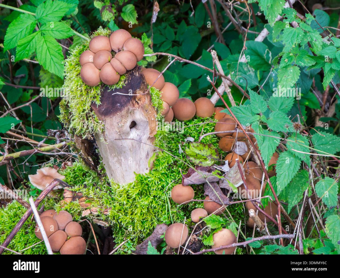 Nahaufnahme einer Pilzformation, die in Clustern wächst, mit runden, eng anliegenden Köpfen auf moosigem Totholz. Stockfoto