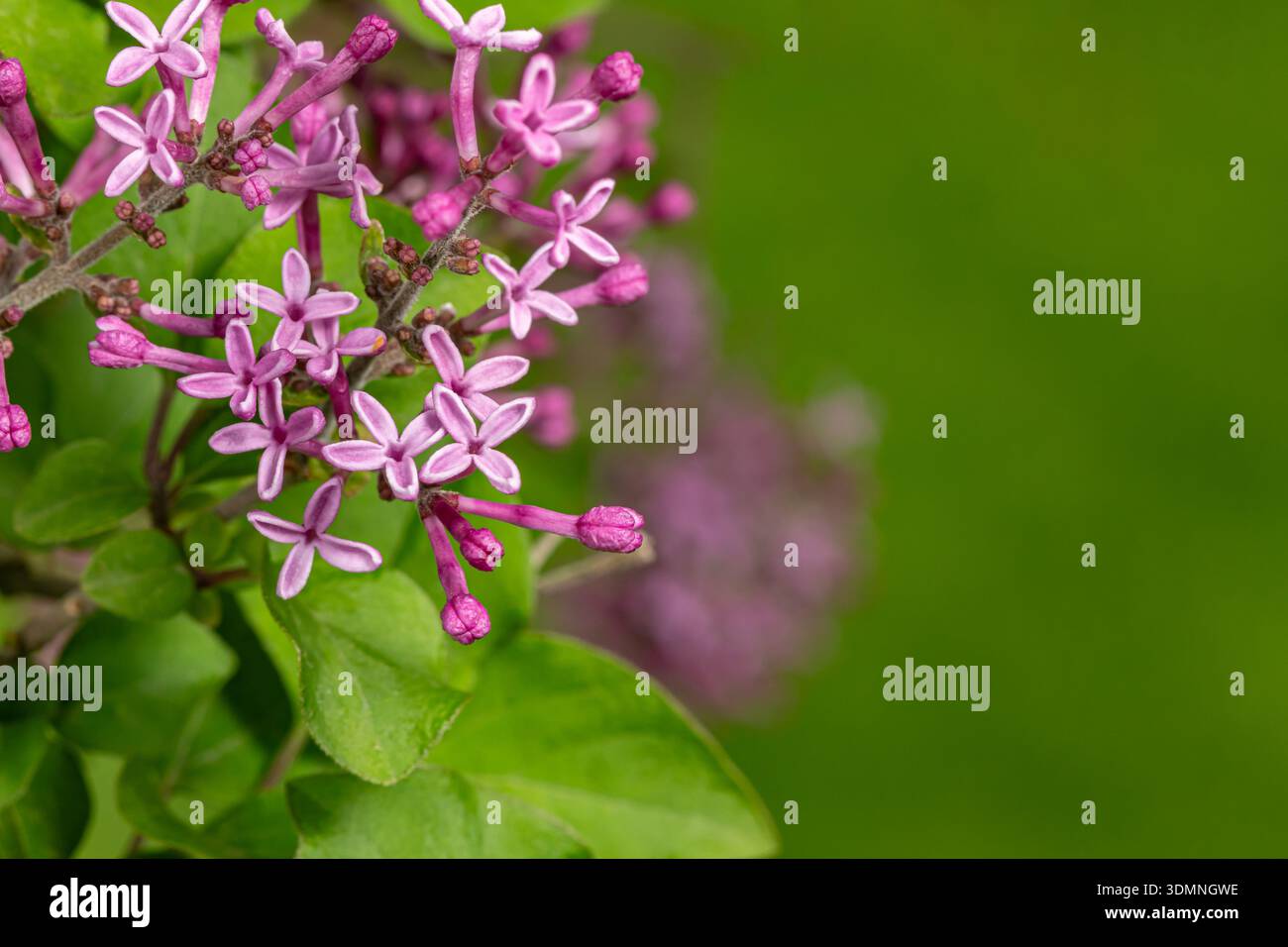 Fliederbusch blüht mit bunten Blumen. Lilafarbenes Strauchkonzept für Pflanzenpflege, Garten- und Landschaftsgestaltung im Freien. Stockfoto