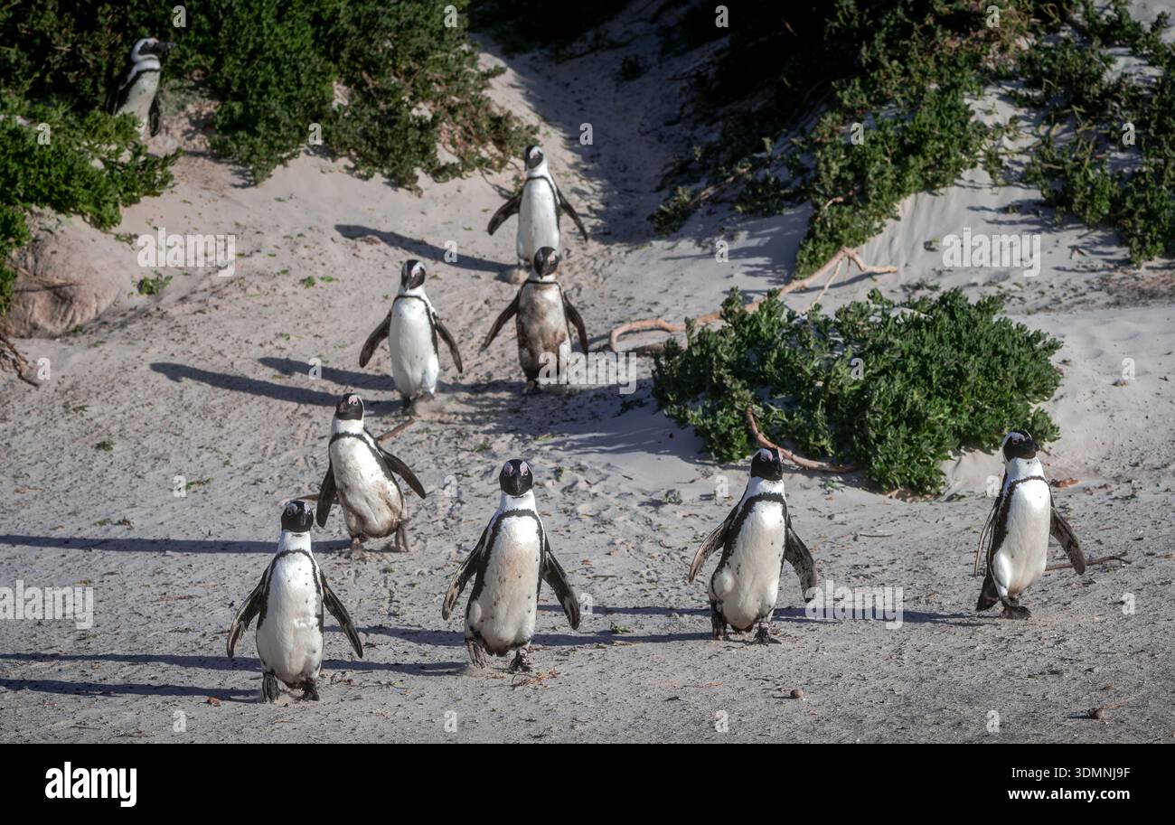 Afrikanische Pinguine gehen durch Küstenvegetation am Boulders Beach, Simon's Town, Südafrika. Stockfoto