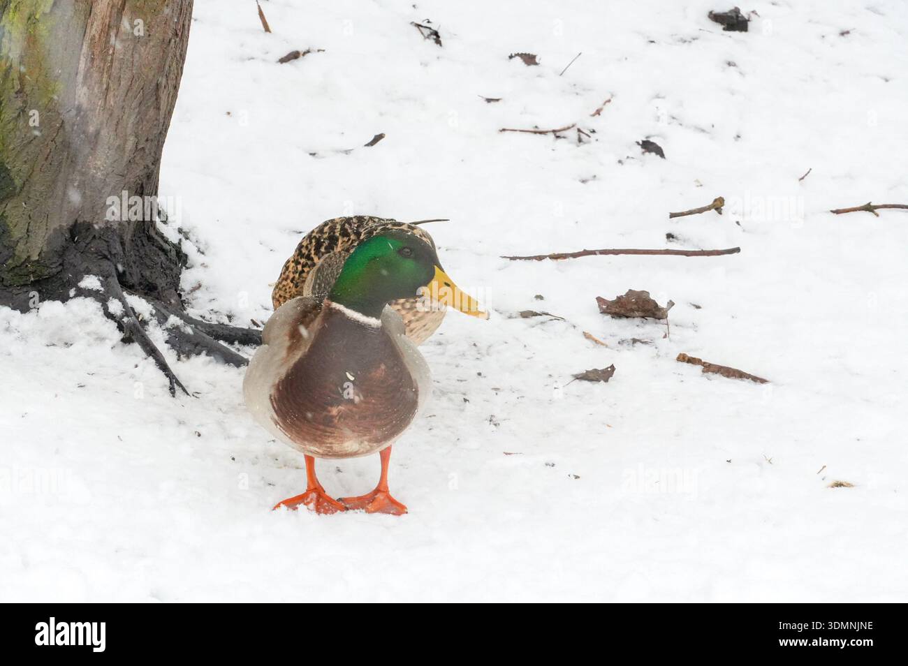 Stockenten-Ente im Winter im Schnee in einem Park. Stockfoto