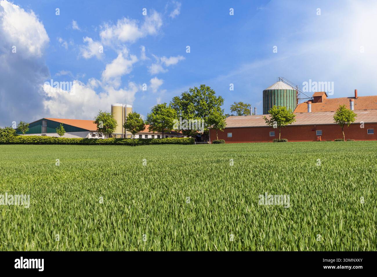 Blick auf Rinder- oder Schweinehaltungsbetriebe mit Silolager und Fütterungssystem. Ländliche deutsche Landschaft mit Feld, Bauernhöfen, blauem Himmel und Wolken an sonnigen Tagen. Stockfoto