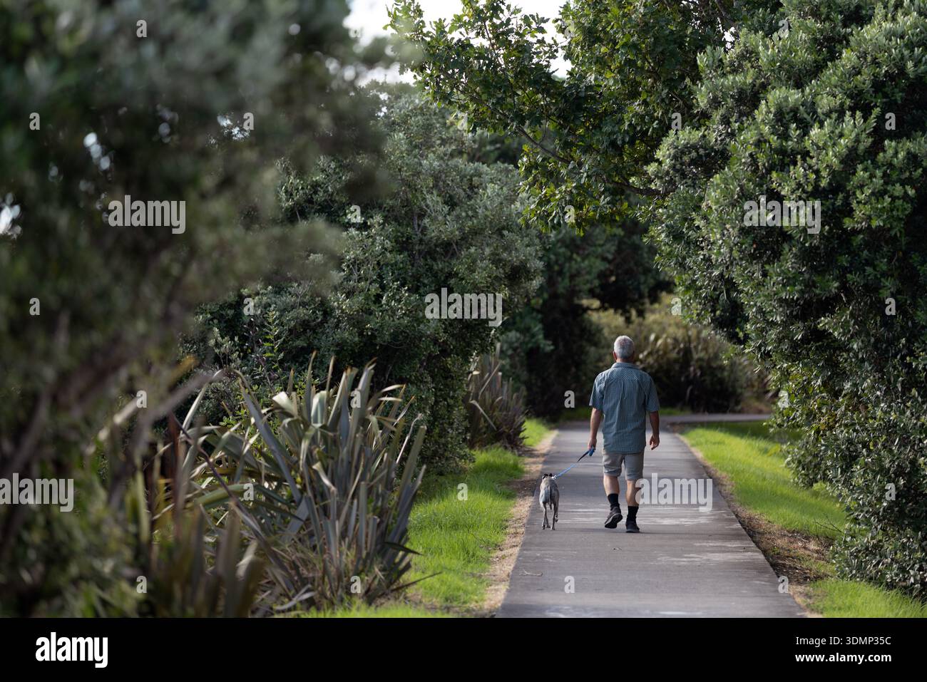 Ein Mann geht mit einem kleinen Hund auf einem gepflasterten Weg entlang, der von einheimischer Vegetation in der Themse, Neuseeland, begrenzt wird. Stockfoto