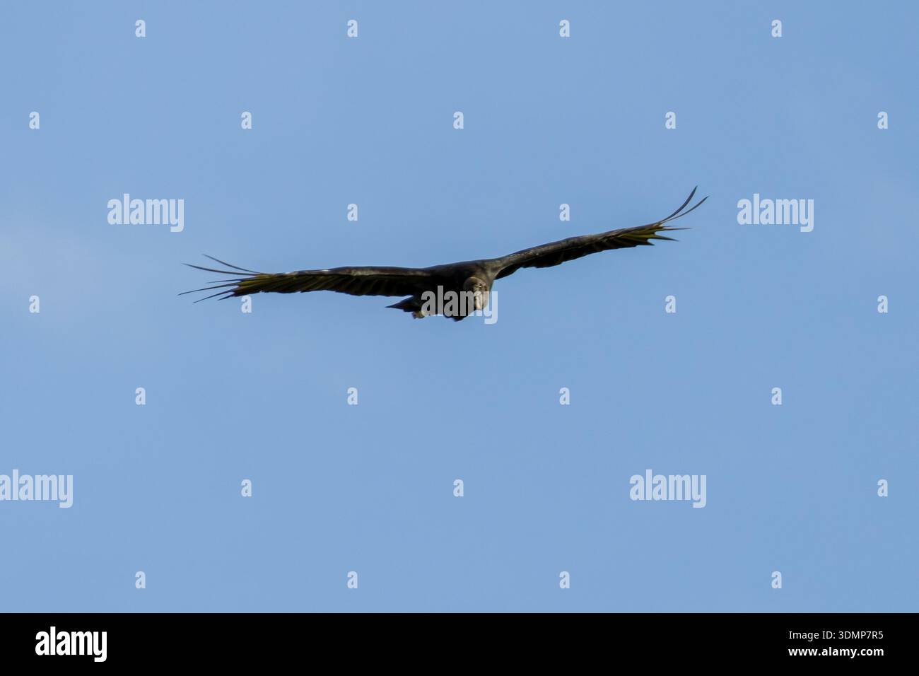 Schwarzer Geier gleitet mit vollständig ausgestreckten Flügeln über einem Bauernhof in Florestópolis Brasilien Stockfoto