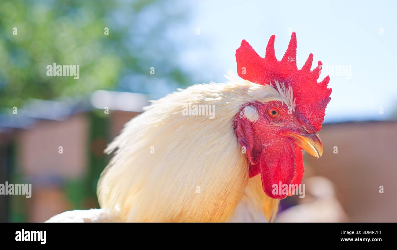 Hahnenkrähe stolz auf den Bauernhof im Freien Stockfoto
