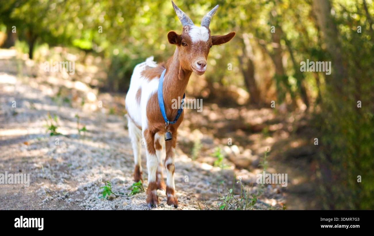 Ziege mit Glockenkragen, die auf dem Bauernhof steht Stockfoto