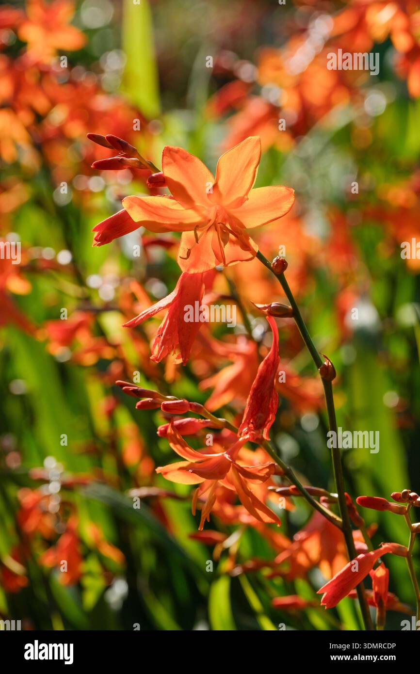 Crocosmia x crocosmiiflora Stern des Ostens, Montbretia Stern des Ostens, große und nach außen gerichtete klare orangefarbene Blüten, hellere Mitte Stockfoto