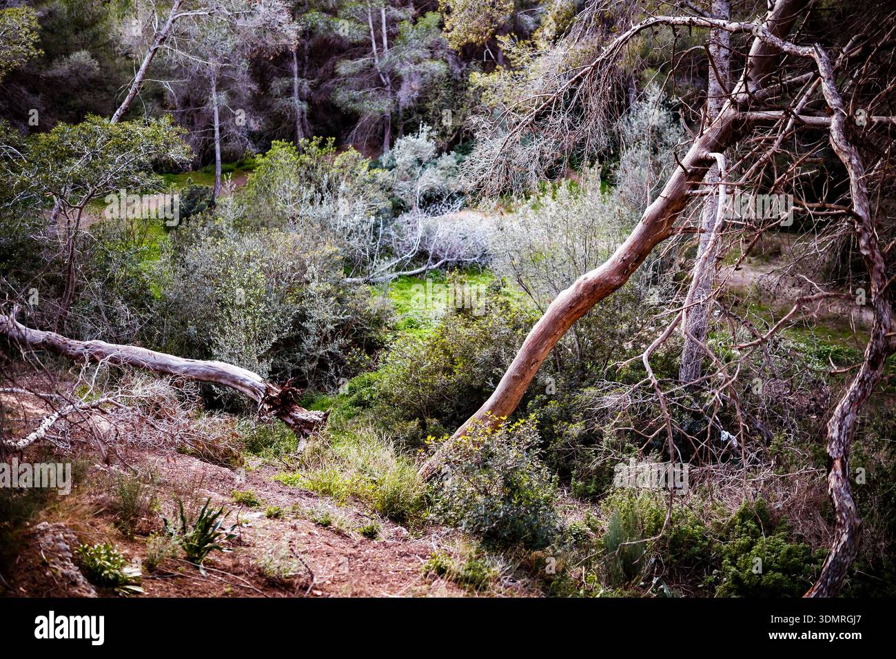 Ein dramatischer Blick auf einen umgestürzten Baumstamm, der sich über ein grünes mediterranes Tal oder eine Schlucht voller Büsche erhebt. Stockfoto