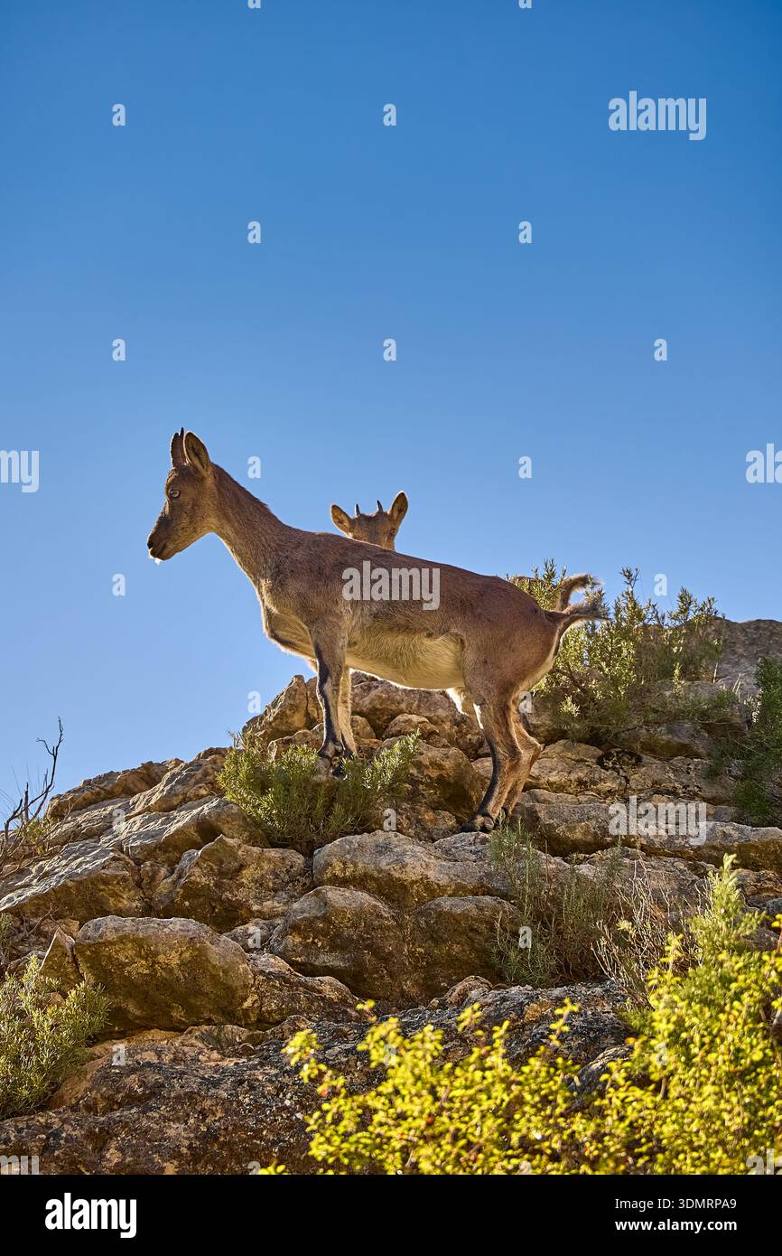 Iberische Steinböcke (Capra pyrenaica) auf felsigen Klippen zur goldenen Stunde, hinterleuchtete Herbstszene in Villarluengo, Teruel, Aragon, Spanien Stockfoto
