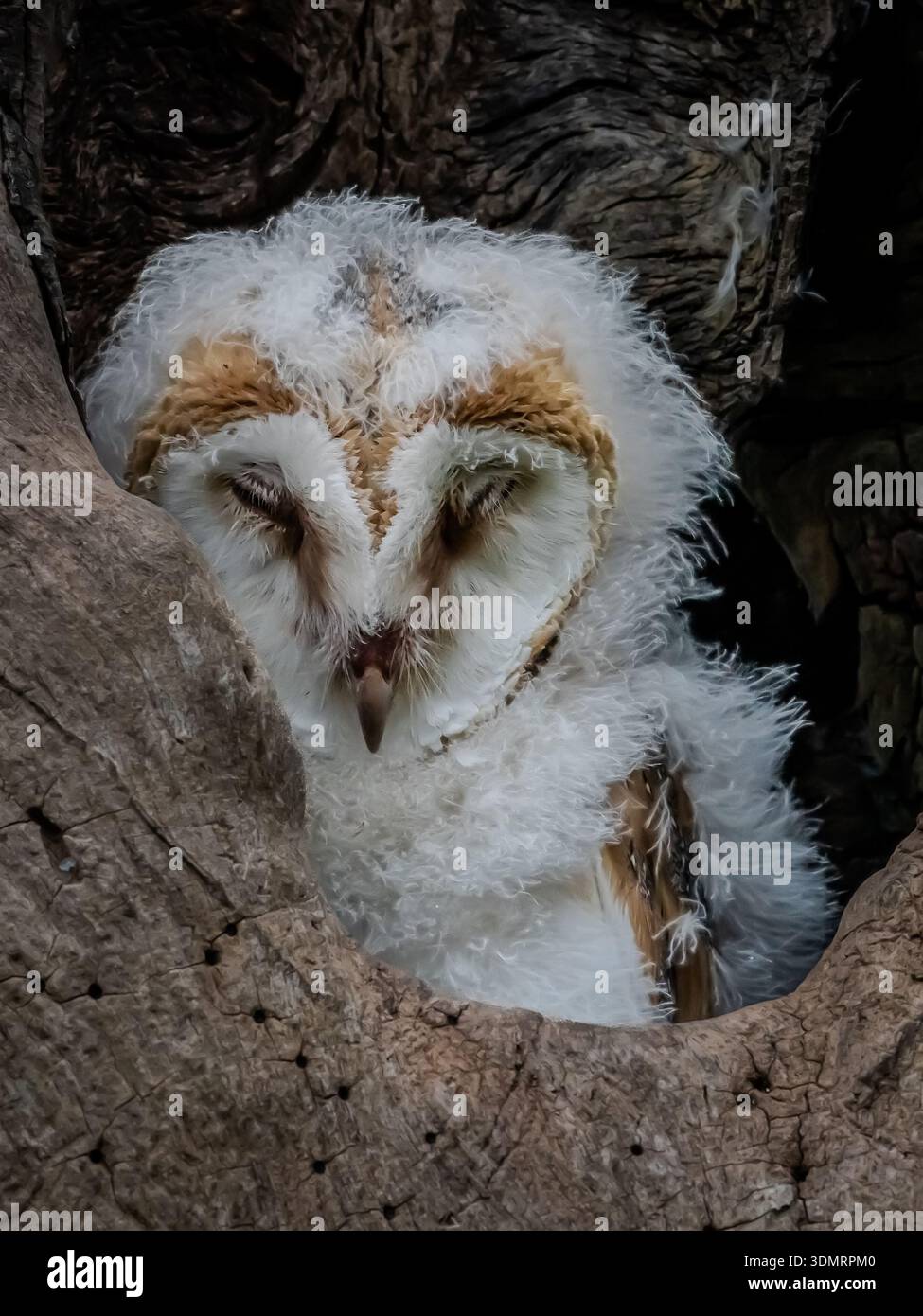 Wir arrangierten eine Mutter und eine Tussi, um zu interagieren. Das Mädchen war noch so jung und schwach, dass es schwierig war, aufrecht zu bleiben. Stockfoto