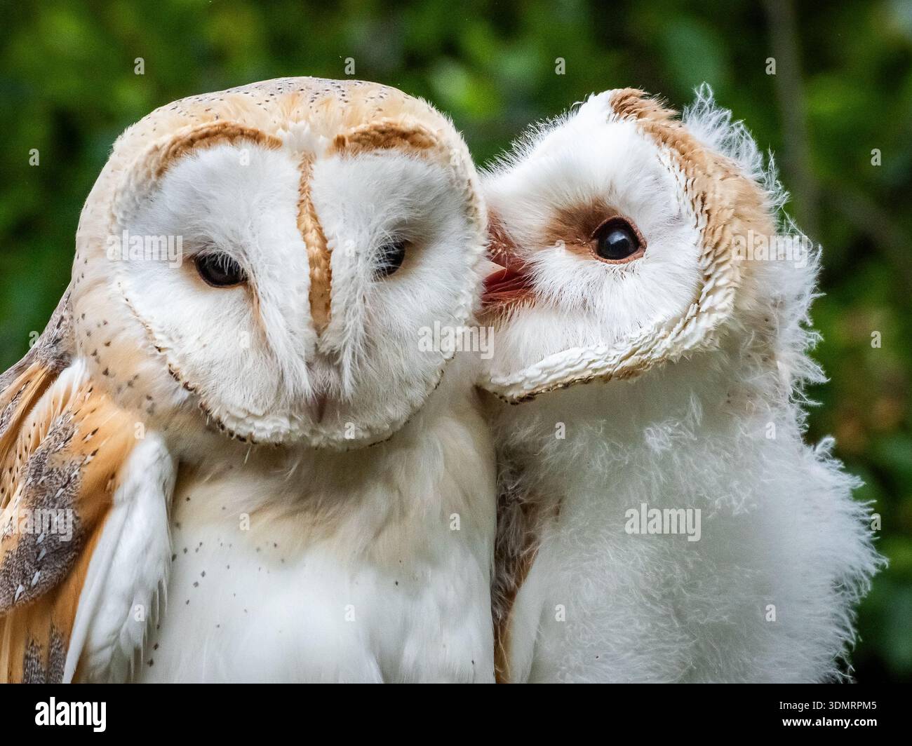 Wir arrangierten eine Mutter und eine Tussi, um zu interagieren. Das Mädchen war noch so jung und schwach, dass es schwierig war, aufrecht zu bleiben. Stockfoto