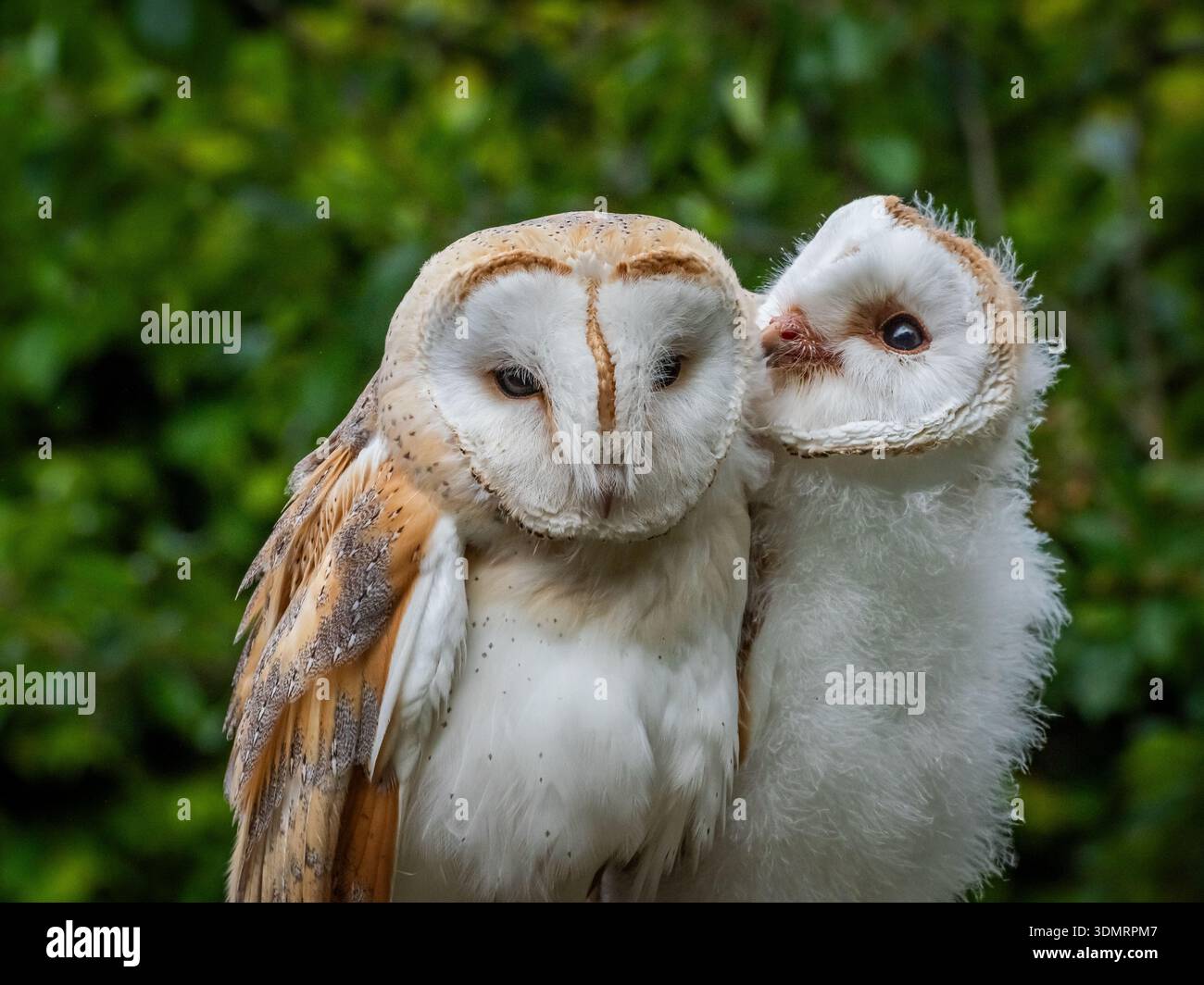 Wir arrangierten eine Mutter und eine Tussi, um zu interagieren. Das Mädchen war noch so jung und schwach, dass es schwierig war, aufrecht zu bleiben. Stockfoto