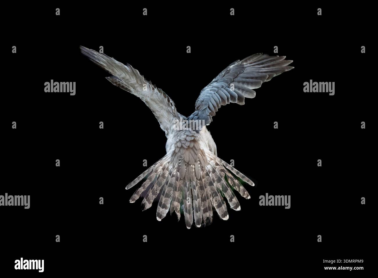 Profil eines Raubvogels mit Flügeln und Schwanz aus einer Sammlung verschiedener Raubvögel, meist Eulen, die normalerweise in oder in der Nähe eines Waldes im Nordengland aufgenommen werden. Stockfoto