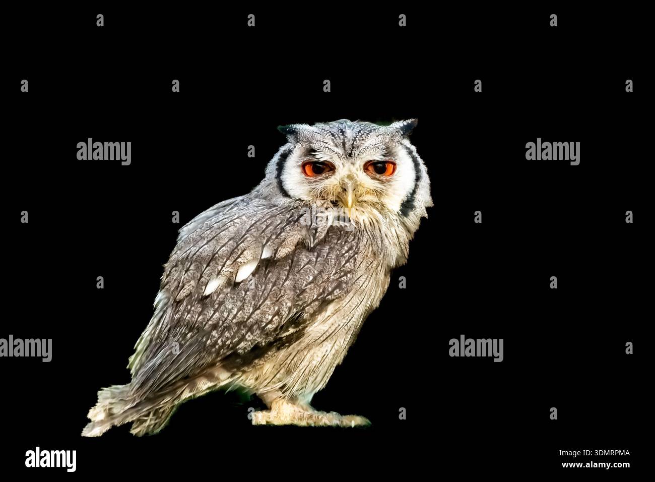 Profil einer Langohrigen Eule aus einer Sammlung verschiedener Greifvögel, meist Eulen, die in oder in der Nähe eines Waldes im Nordengland gefangen werden. Stockfoto