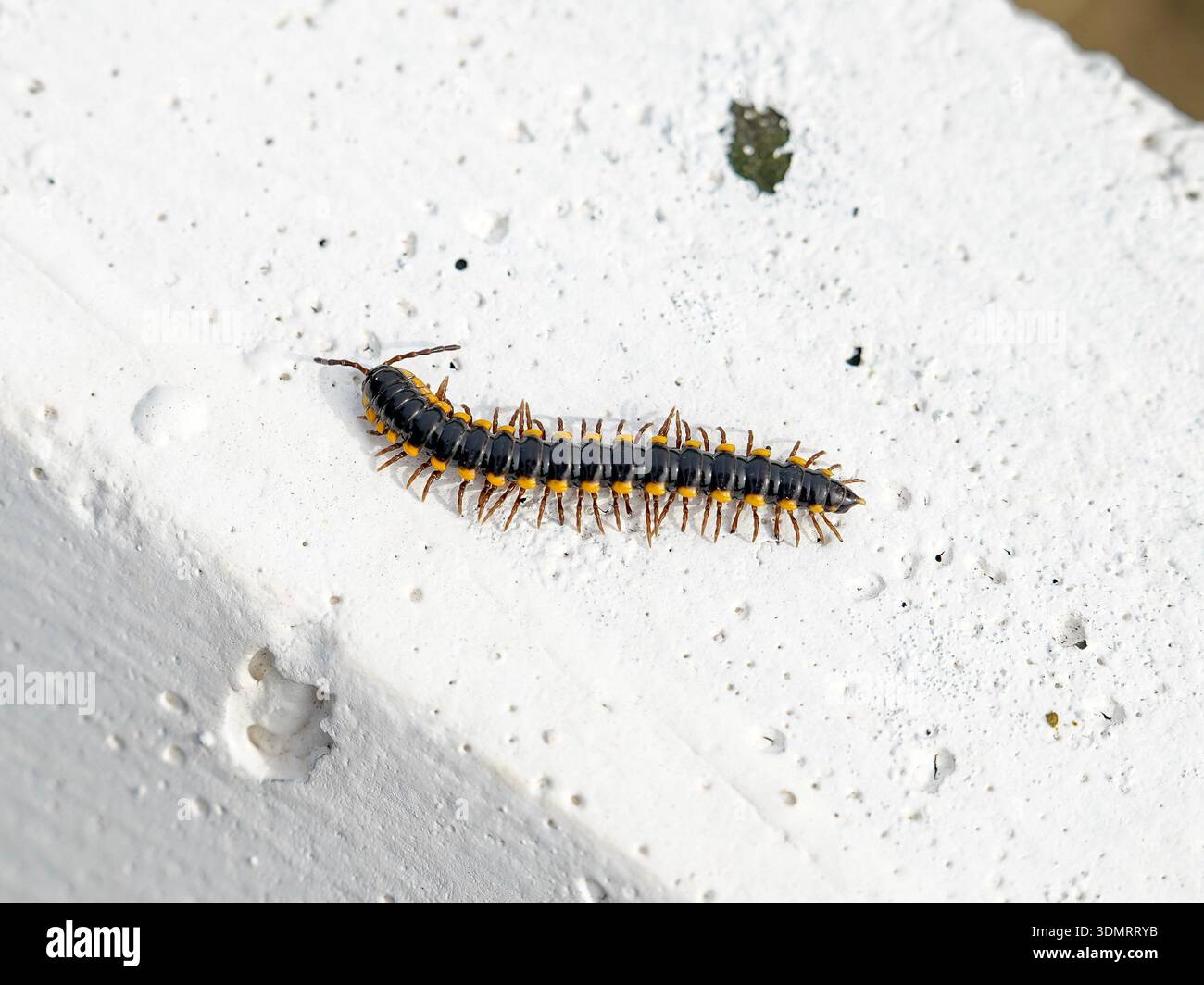 Nahaufnahme eines Gelb-gefleckten Millipedes Harpaphe haydeniana, der bei hellem Tageslicht auf einer strukturierten weißen Betonoberfläche krabbelt Stockfoto