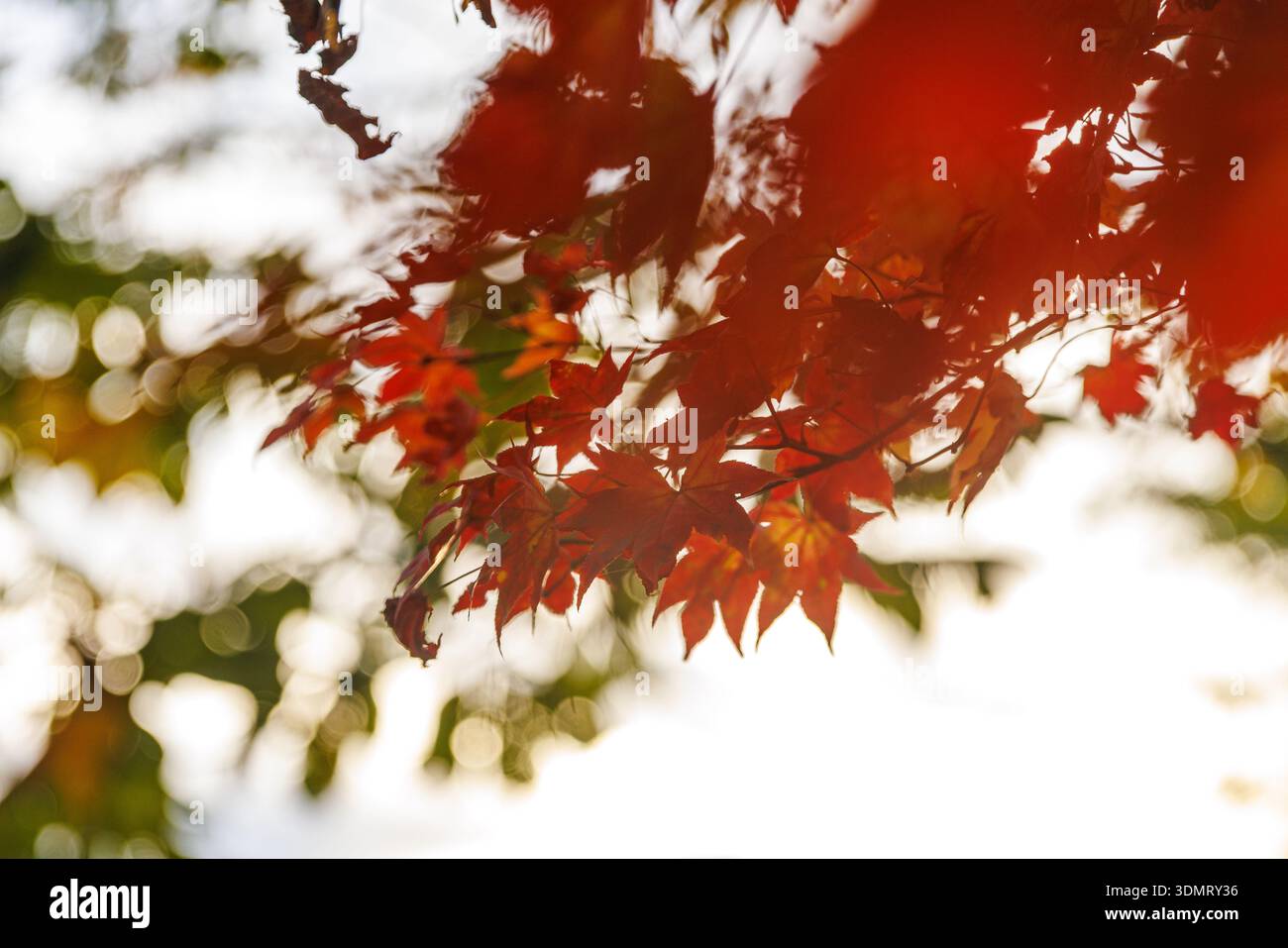 Detaillierte Ansicht von hellroten japanischen Ahornblättern vor einem weichen Bokeh-Hintergrund aus Grün und Gelb. Stockfoto
