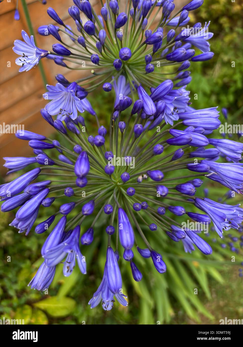 Afrikanische Lilie (Agapanthus praecox) auf der Bühne sind die Blumen in voller Blüte juli Sommer 2025 Mangold somerset england großbritannien - Smartphone-aufgenommenes Stockfoto
