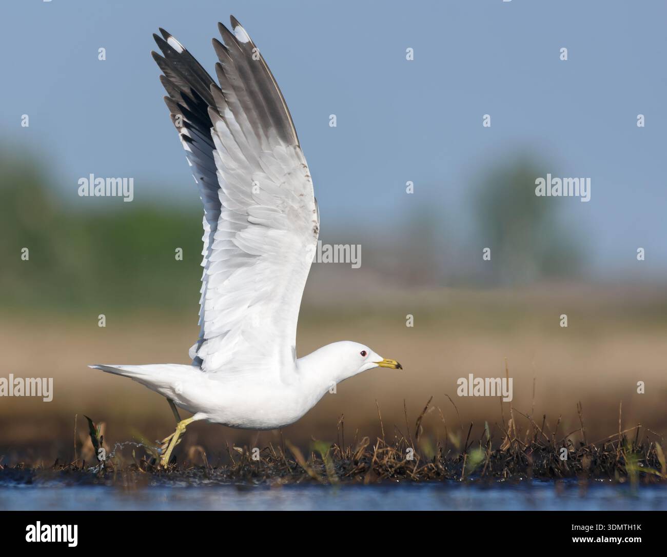 Erwachsene gewöhnliche Möwe (Larus canus), die am warmen Morgen mit gestreckten Flügeln vom Ufer abhebt Stockfoto
