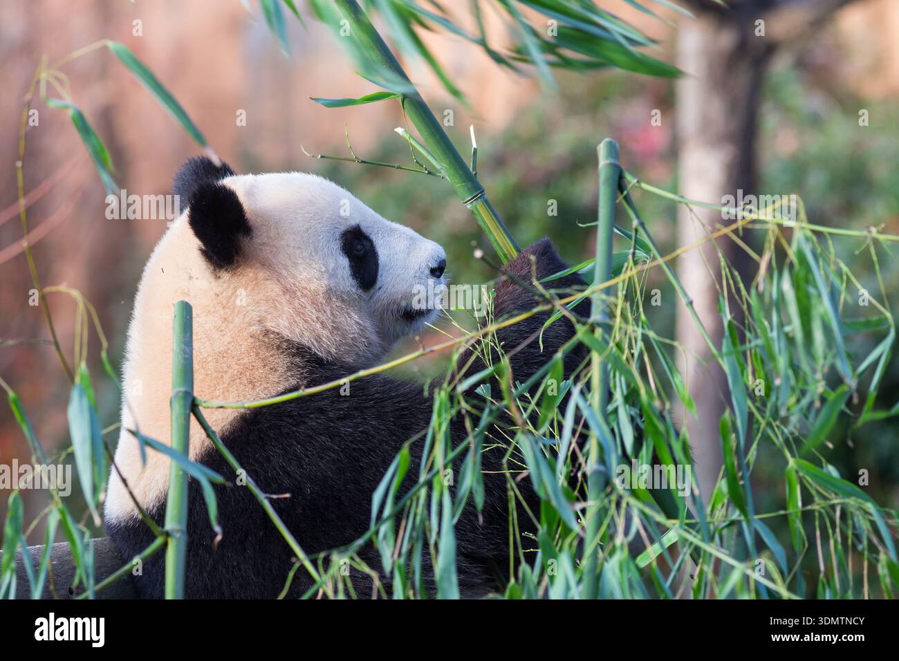 Ein entzückender Riesenpanda isst Bambussprossen. Eine gefährdete Art (Ailuropoda melanoleuca). Stockfoto
