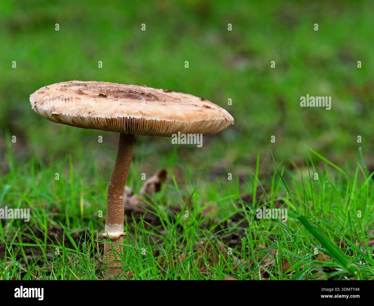 Parasol Pilz Macrolepiota procera wächst im Grasgebiet, New Forest National Park, Hampshire, England, Großbritannien, Oktober 2023 Stockfoto