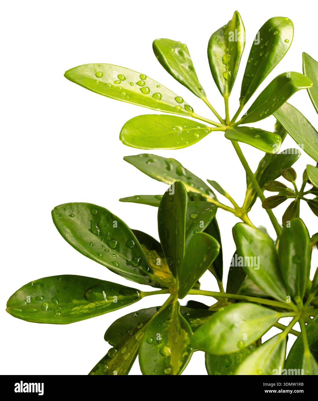 giganteum variegata Epipremnum Giganteum Variegata main image 0