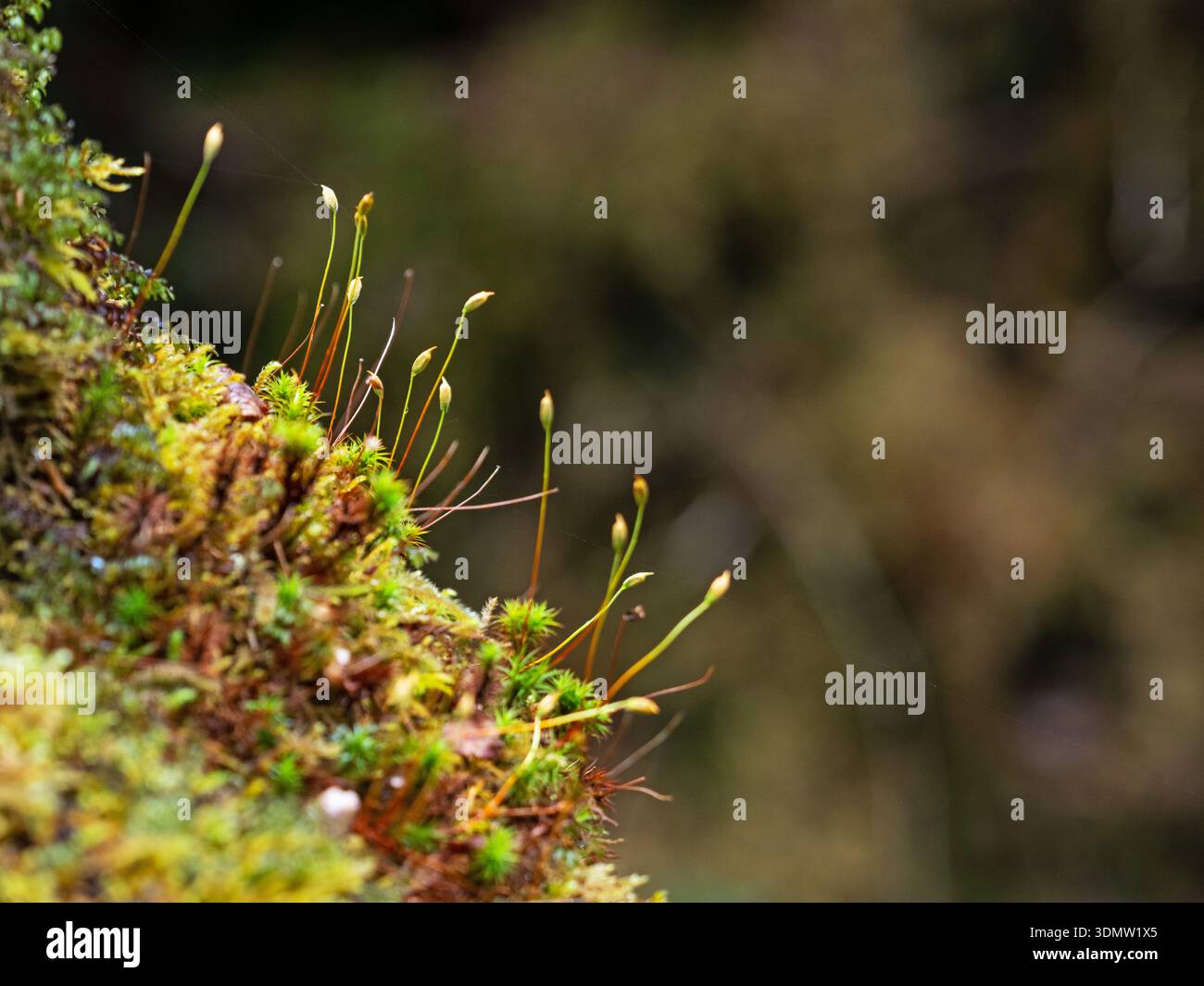 Wacholderhaarkappe Polytrichum juniperinum mit Sporophyten, wächst auf einer Trockenmauer, Mile Dorcha, nahe Loch Arkaig, Lochaber, Highland Region, Sco Stockfoto