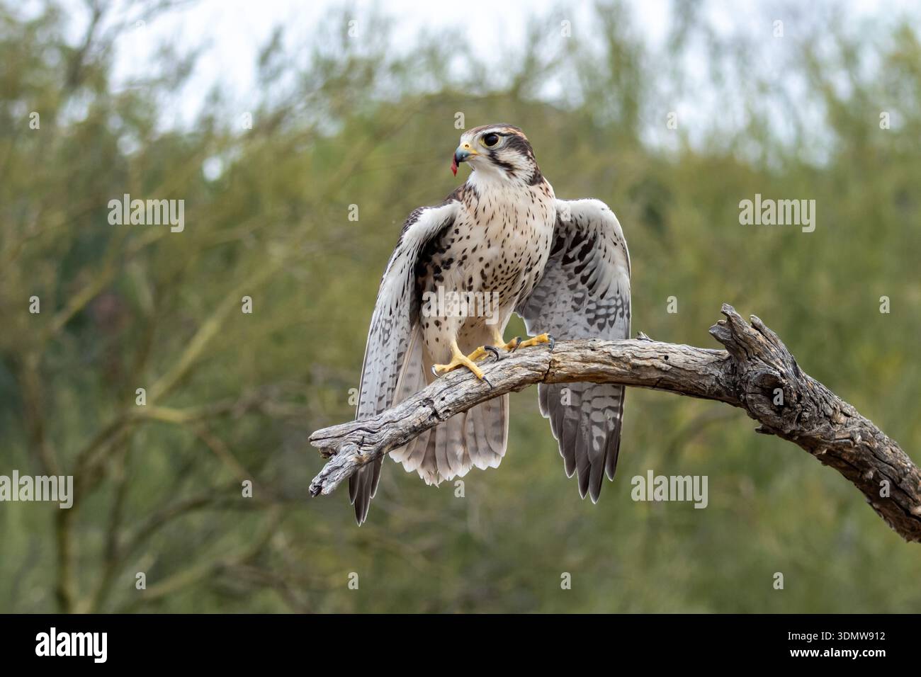 Leichter Rotschwanzfalke (Buteo jamaicensis harlani) im Arizona-Sonora Desert Museum in Tucson, Arizona. Auch bekannt als Harlan's Rotschwanzfalke. Stockfoto