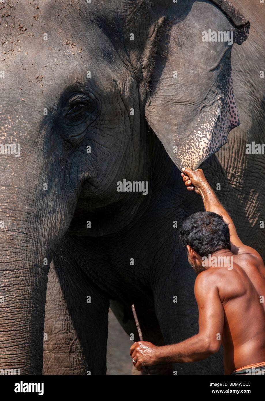 Mann mit Elefantenohr whrend der tglichen Badzeit, Kerala, Kochi, Indien  Stockfotografie - Alamy