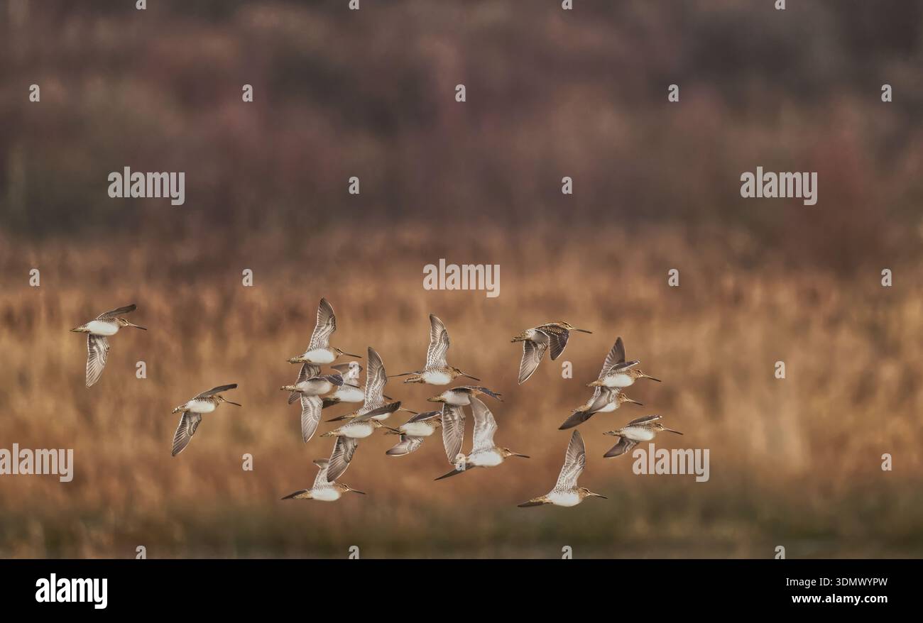 Bekassine Stockfoto