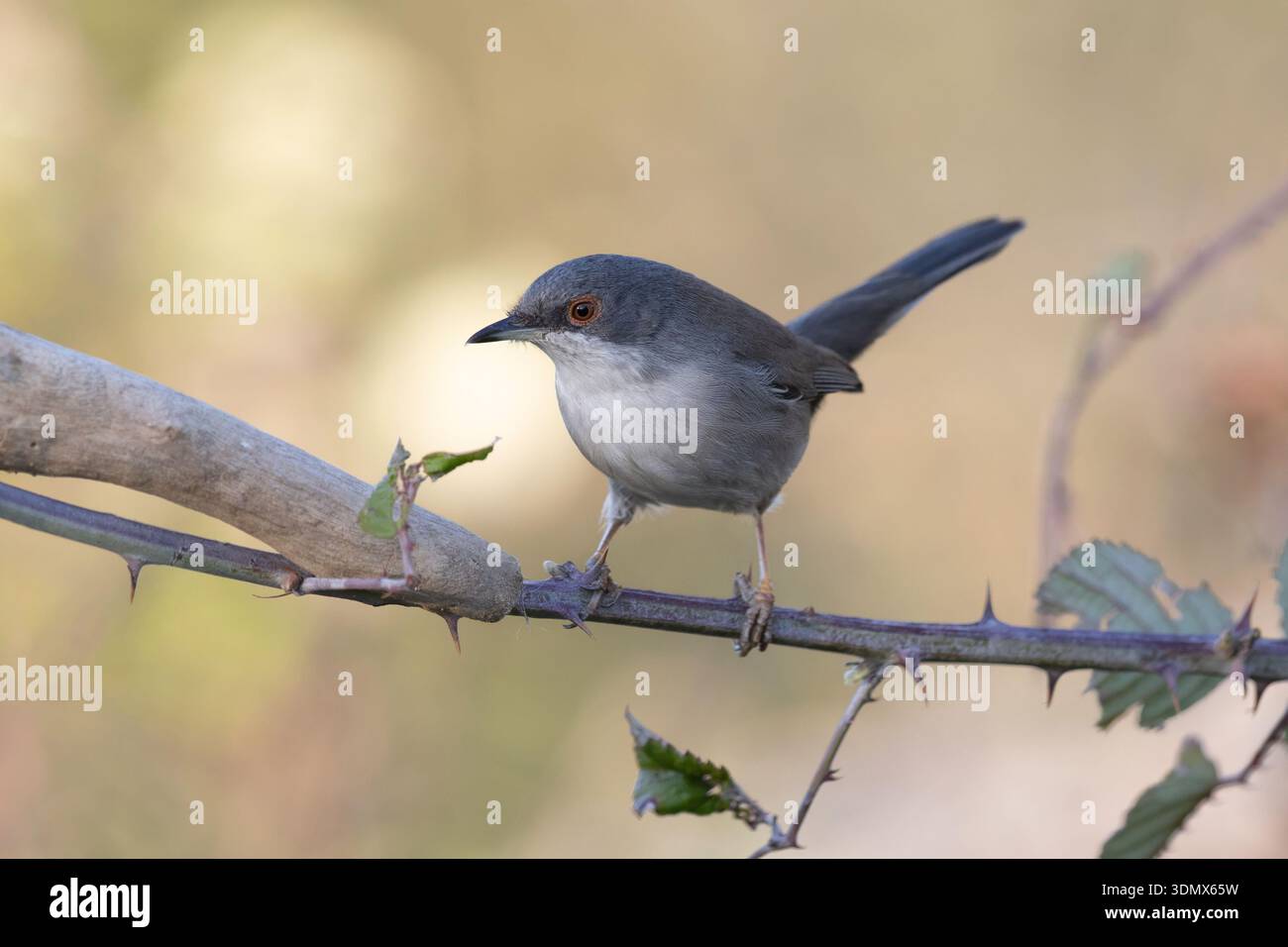 Weibliche Sardinische Warbler (Curruca melanocephala) an einem Dornzweig. Stockfoto