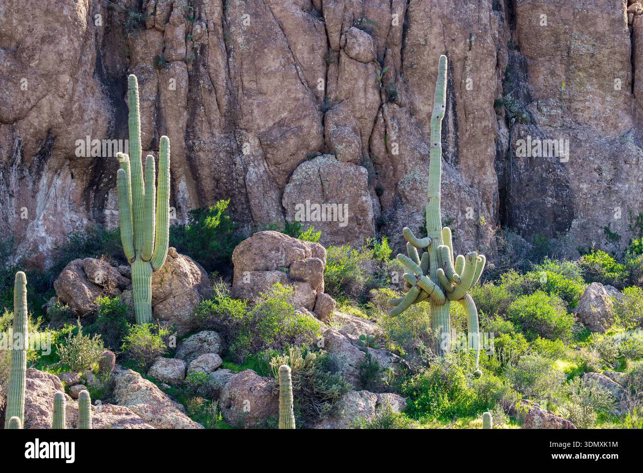 Die Sonora-Wüste im Südwesten der Vereinigten Staaten ist wunderschön mit ihrer einzigartigen Sammlung an Flora und Fauna Stockfoto