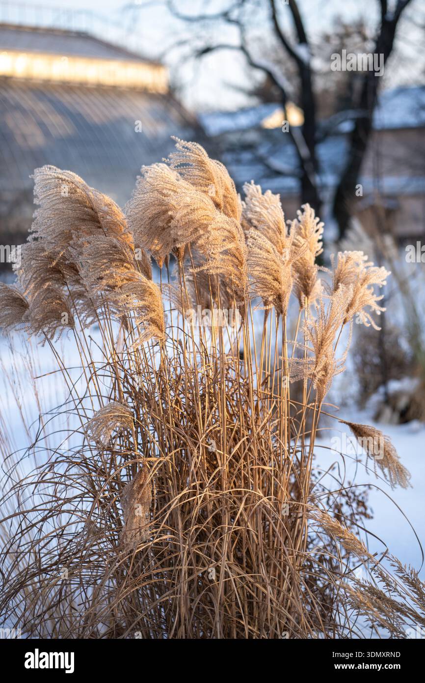Trockenes Pampasgras im Winter im Freien. Pflanzen Sie Cortaderia selloana Soft Focus Stockfoto