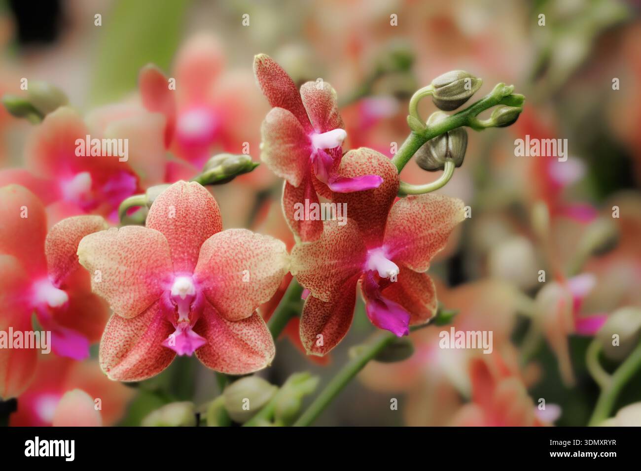 Orange Phalaenopsis Orchideenblüten aus nächster Nähe Stockfoto